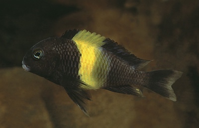 Tropheus sp. 'black' Kiriza